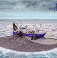 Warum Hering von Friesenkrone ein nachhaltiges Superfood ist Per Eide/Norwegian Seafood Counciil